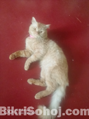 High quality mixed breed cat